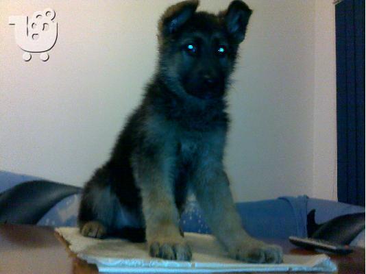 PoulaTo: Γερμανικός Ποιμενικός – 380 euro